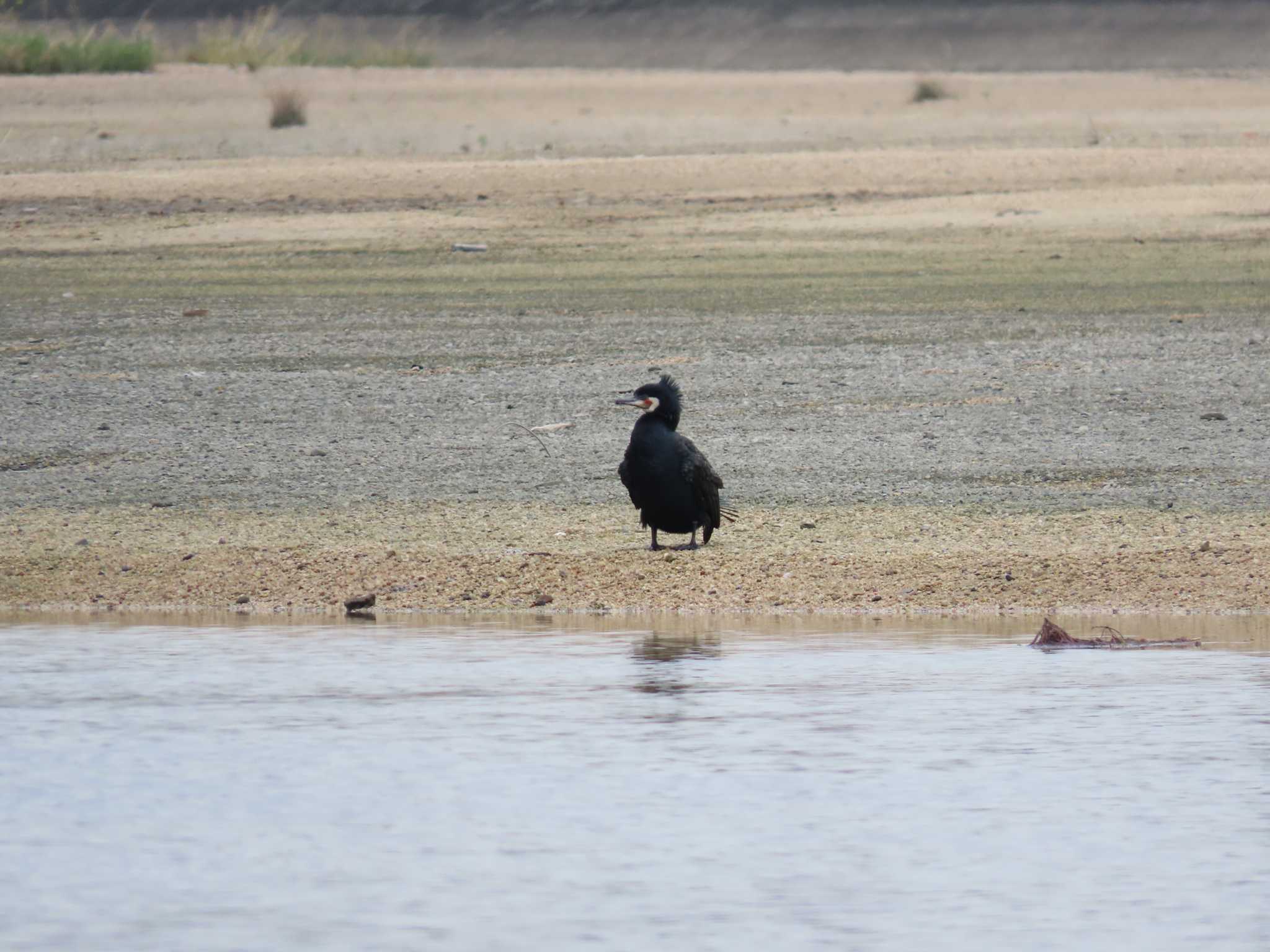 高松干潟(四日市) カワウの写真 by sword-fish8240