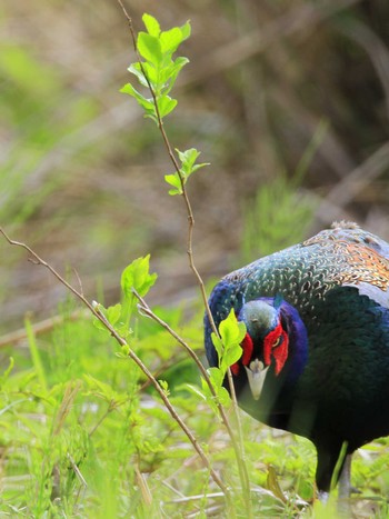 Green Pheasant 近所 Unknown Date