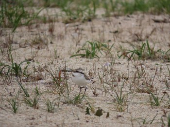 Sun, 4/17/2022 Birding report at 高松干潟(四日市)