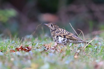 White's Thrush