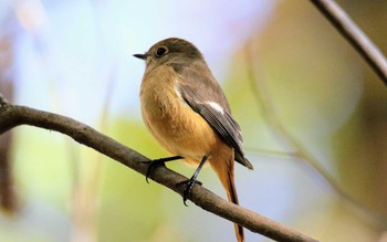 Daurian Redstart 栃木県 Sun, 11/19/2017