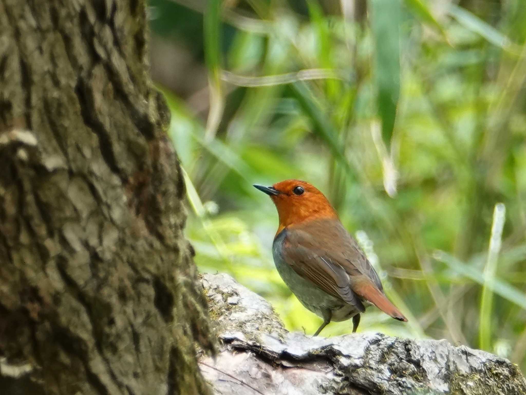 秋ヶ瀬公園 コマドリの写真 by ぴろり