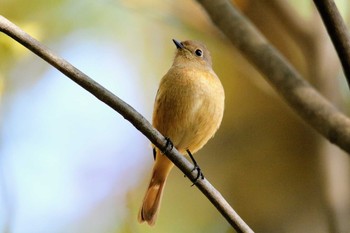 Daurian Redstart 栃木県 Sun, 11/19/2017