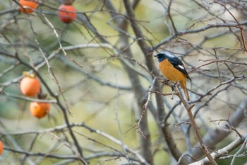 Daurian Redstart Akashi Park Wed, 11/15/2017