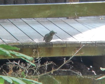 2022年4月17日(日) 埼玉県の野鳥観察記録