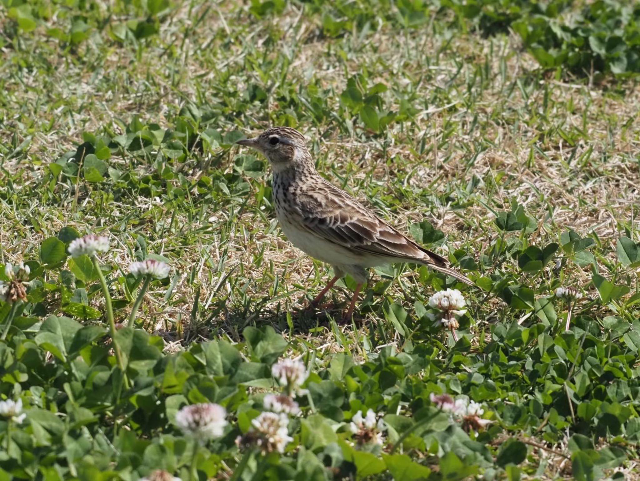 Eurasian Skylark