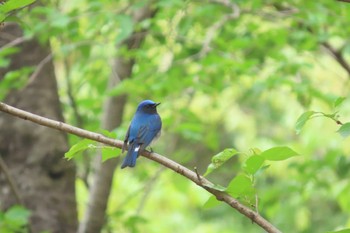 オオルリ 大野極楽寺公園 2022年4月17日(日)