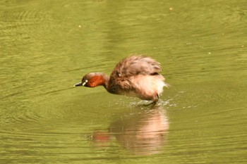 2022年4月17日(日) 明治神宮北池の野鳥観察記録