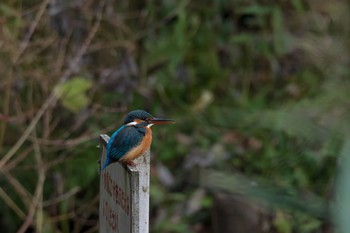 カワセミ 近所の公園 2017年11月19日(日)