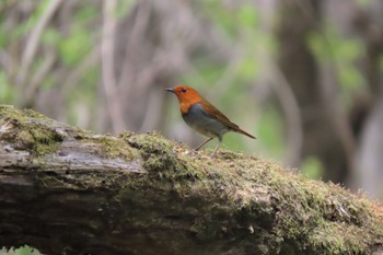 2022年4月17日(日) 秋ヶ瀬公園の野鳥観察記録