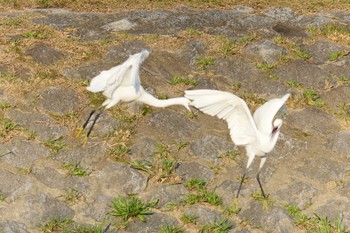 コサギ 京都市　鴨川 2017年11月17日(金)