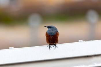 Blue Rock Thrush 福岡市内 Wed, 3/23/2022