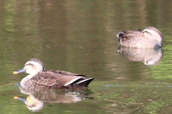 Eastern Spot-billed Duck 京都市宝ヶ池公園 Sun, 4/17/2022