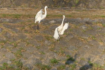 コサギ 京都市　鴨川 2017年11月17日(金)