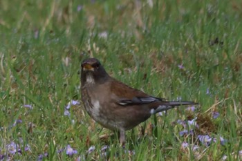 Pale Thrush 京都市宝ヶ池公園 Sun, 4/17/2022