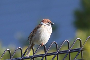 Eurasian Tree Sparrow 京都市宝ヶ池公園 Sun, 4/17/2022