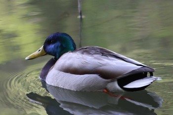 マガモ 京都市宝ヶ池公園 2022年4月17日(日)