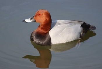 Common Pochard 京都市宝ヶ池公園 Sun, 4/17/2022