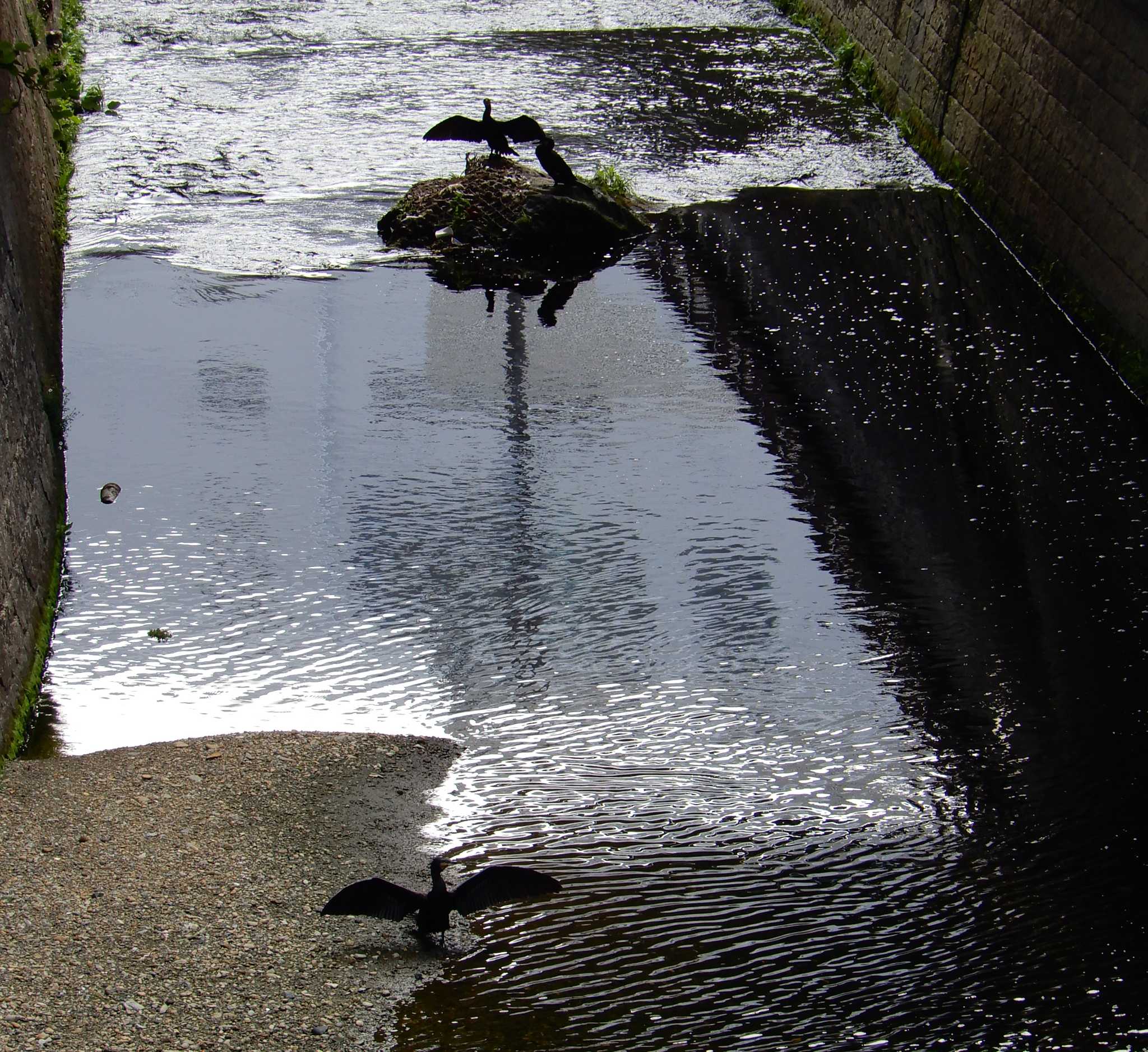 Great Cormorant