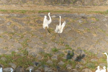 コサギ 京都市　鴨川 2017年11月17日(金)