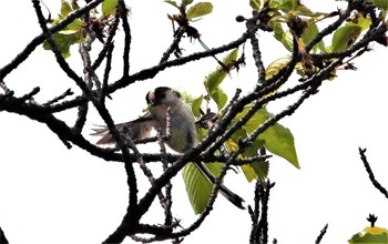 Sun, 4/17/2022 Birding report at 平和の森公園、江古田公園、哲学堂公園、妙正寺川