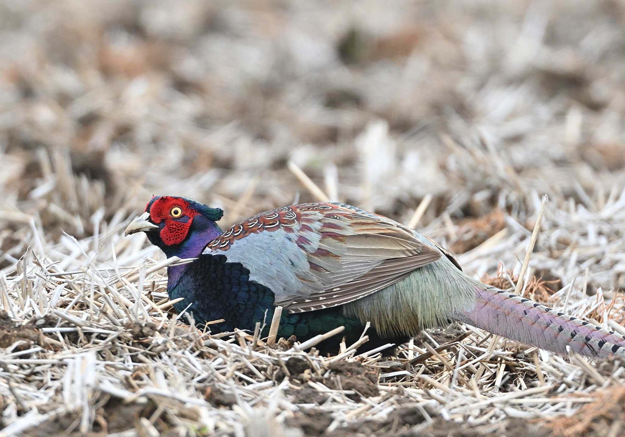 Photo of Green Pheasant at 農村公園(富士吉田市) by 塩コンブ