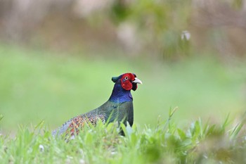 キジ 農村公園(富士吉田市) 2022年4月17日(日)