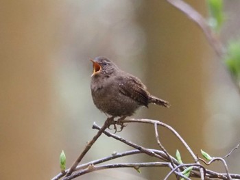 Eurasian Wren 大和葛城山 Sun, 4/17/2022