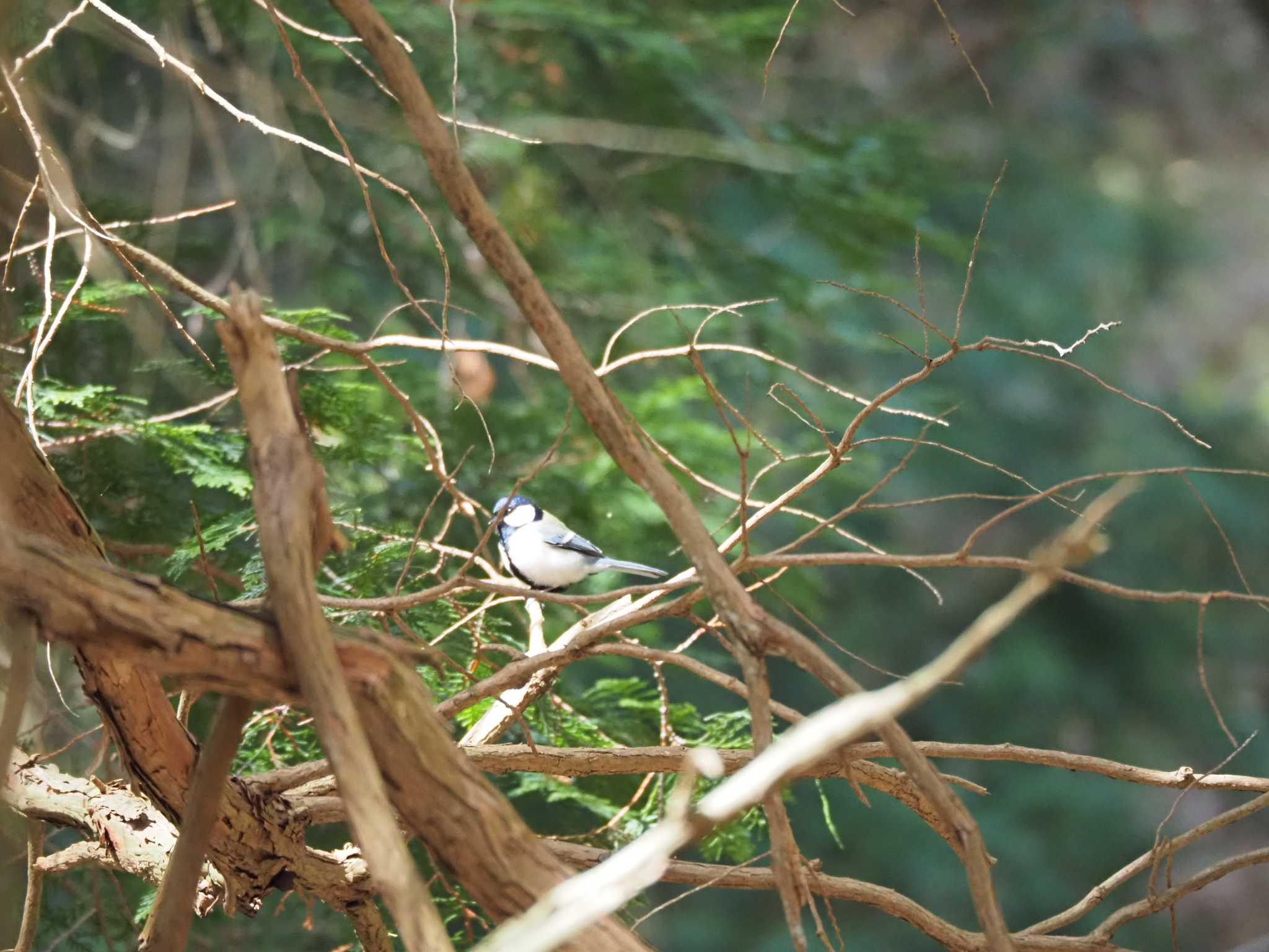 Japanese Tit