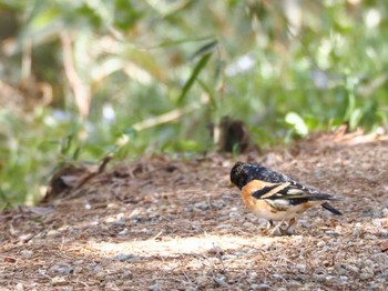 Sun, 4/17/2022 Birding report at 大和葛城山