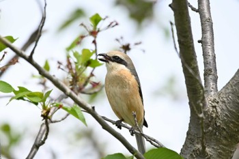 2022年4月17日(日) 新横浜公園の野鳥観察記録