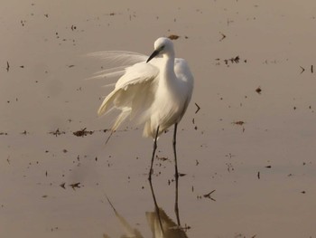 Medium Egret Tonegawa Kojurin Park Sun, 4/17/2022