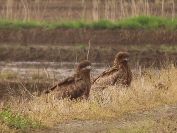 Black Kite Tonegawa Kojurin Park Sun, 4/17/2022