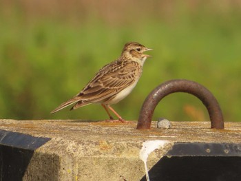 Eurasian Skylark Tonegawa Kojurin Park Sun, 4/17/2022