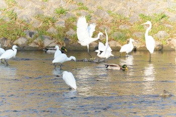 コサギ 京都市　鴨川 2017年11月17日(金)