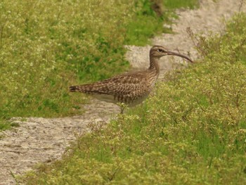 2022年4月17日(日) 妙岐ノ鼻の野鳥観察記録