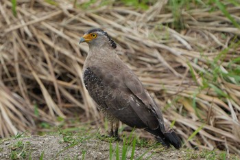 Crested Serpent Eagle Ishigaki Island Sun, 4/10/2022