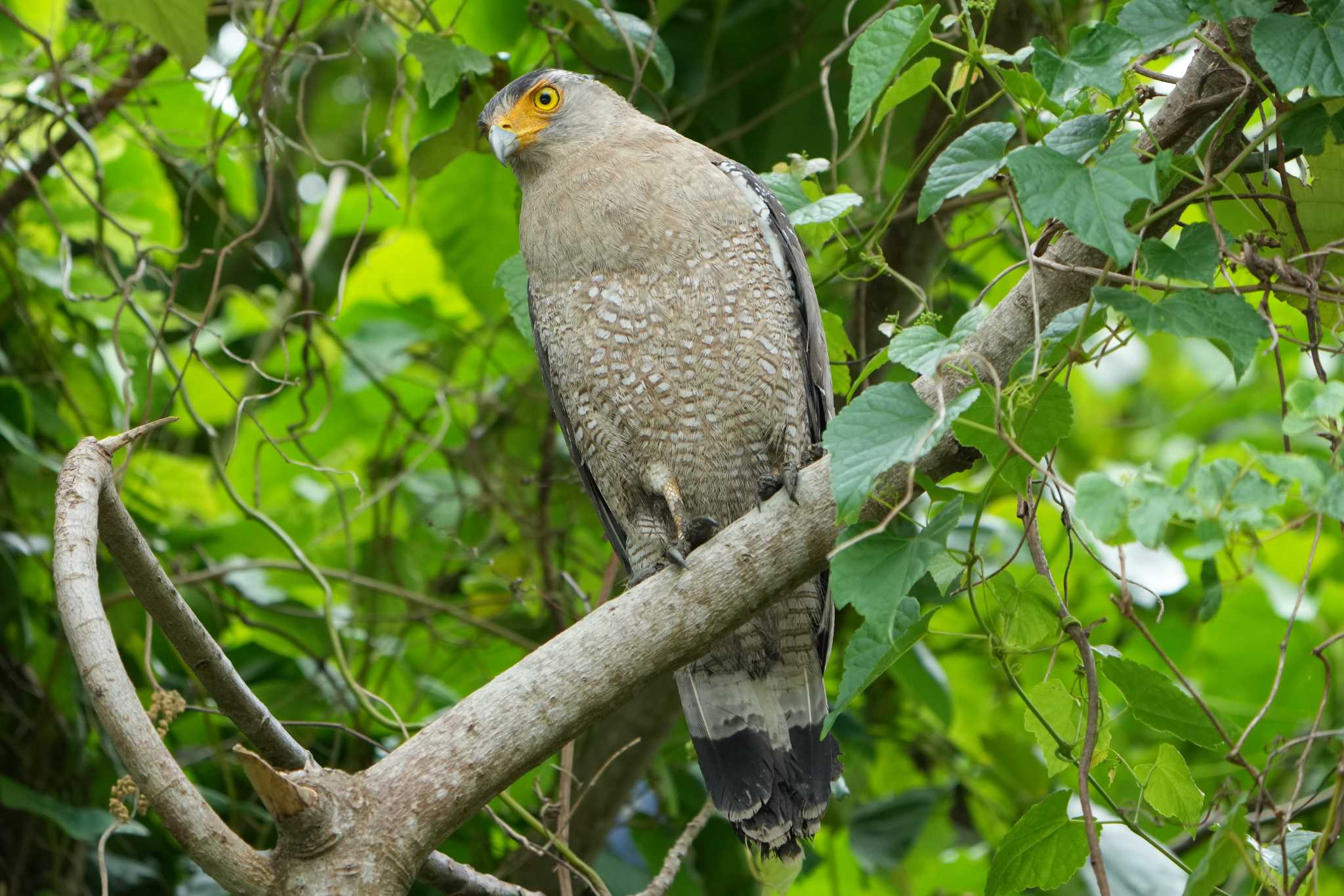 Crested Serpent Eagle