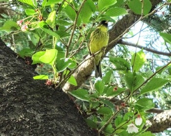 2022年4月16日(土) 近所の公園の野鳥観察記録