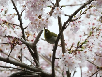 メジロ 石巻市日和山 2022年4月16日(土)