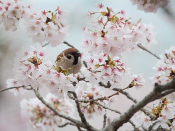 スズメ 石巻市日和山 2022年4月16日(土)