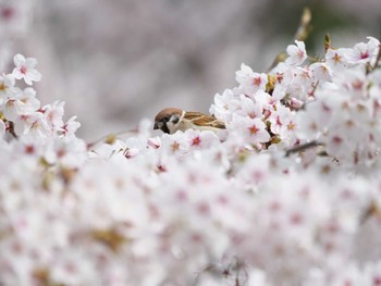 スズメ 石巻市日和山 2022年4月16日(土)