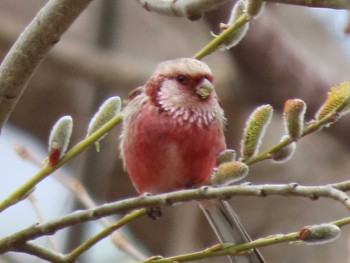 2022年4月17日(日) 茨戸川緑地の野鳥観察記録