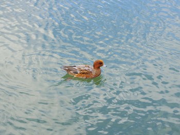 Eurasian Wigeon 京都疎水 Sun, 11/19/2017