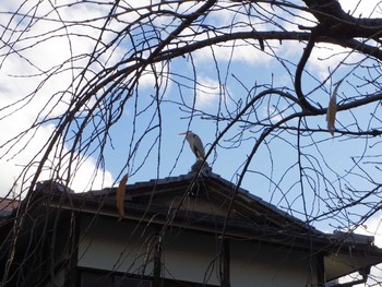 Grey Heron 京都祇園白川 Sun, 11/19/2017