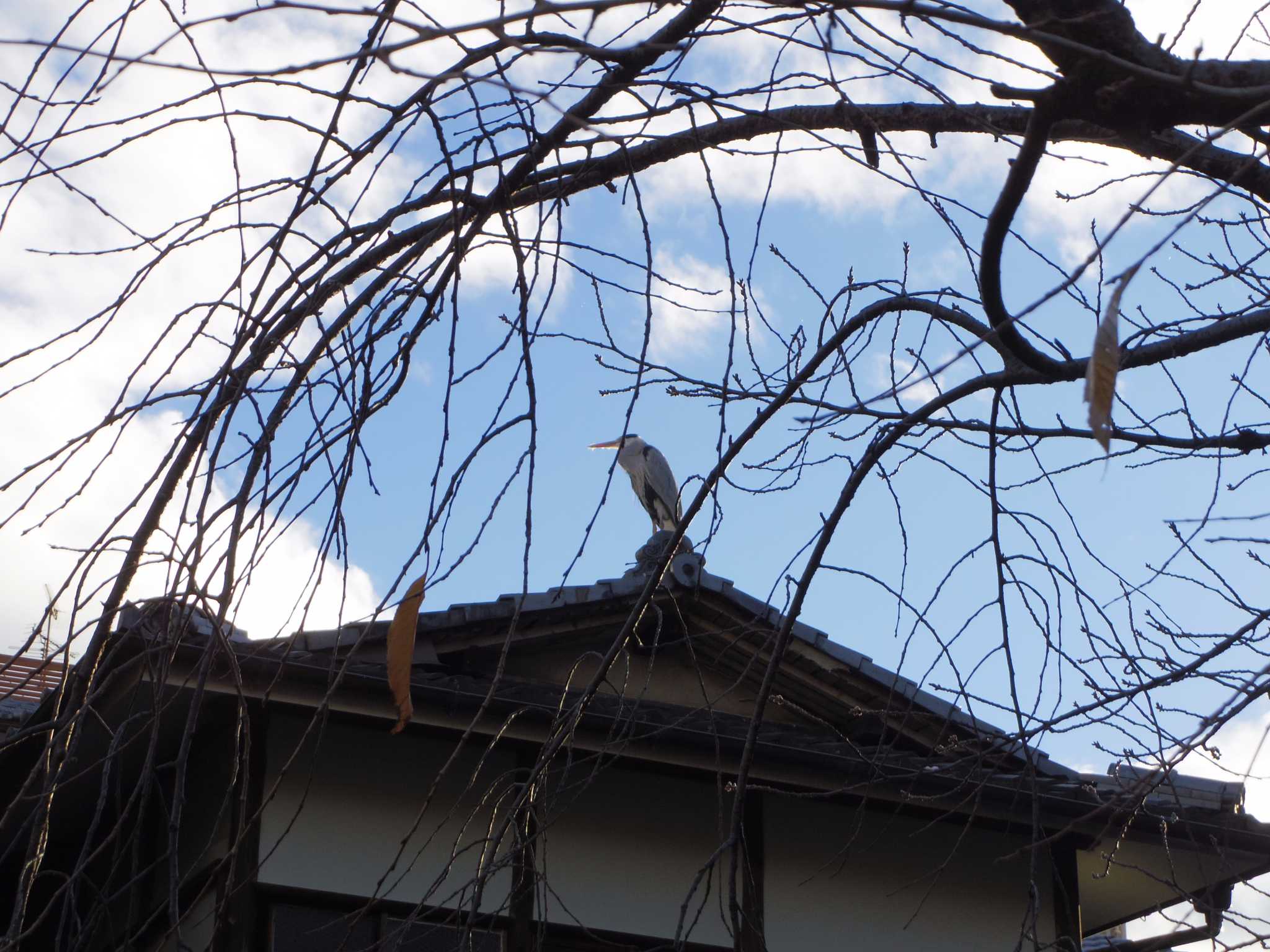 Photo of Grey Heron at 京都祇園白川 by smallfield