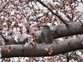 2022年3月26日(土) 座間谷戸山公園の野鳥観察記録