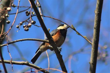 Varied Tit 天拝山歴史自然公園 Sun, 4/17/2022