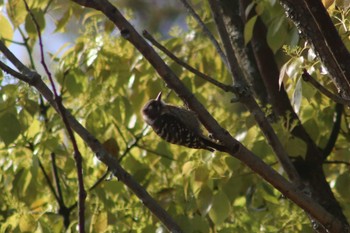 Japanese Pygmy Woodpecker 天拝山歴史自然公園 Sun, 4/17/2022