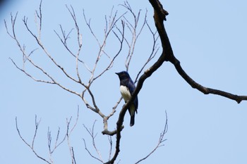 オオルリ 大阪城公園 2022年4月17日(日)